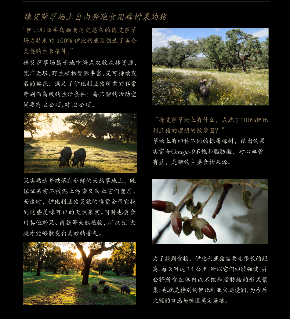 5jcincojotas(图6)